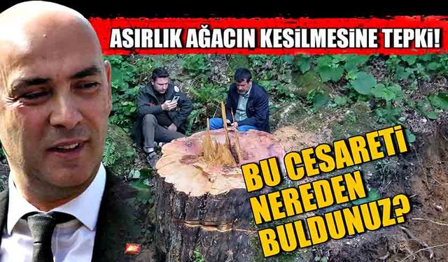 Asırlık ağacın kesilmesine tepki! Devrim Dural: Bu cesareti nereden buldunuz?