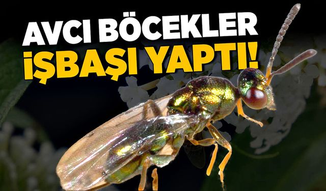 Avcı böcekler işbaşı yaptı!