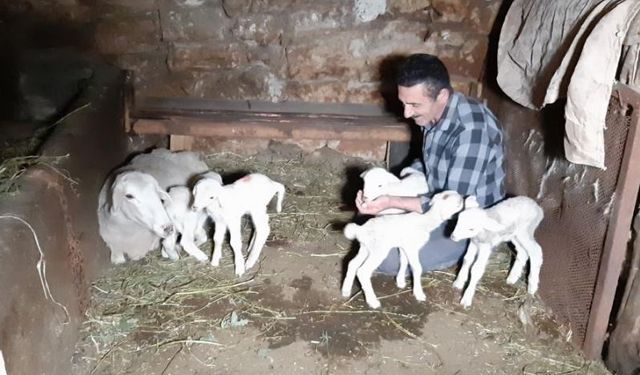 Tek seferde beşiz doğuran koyun hayrete düşürdü