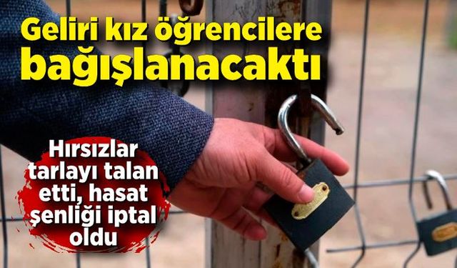 Geliri kız öğrencilere bağışlanacaktı: Tarlayı talan ettiler