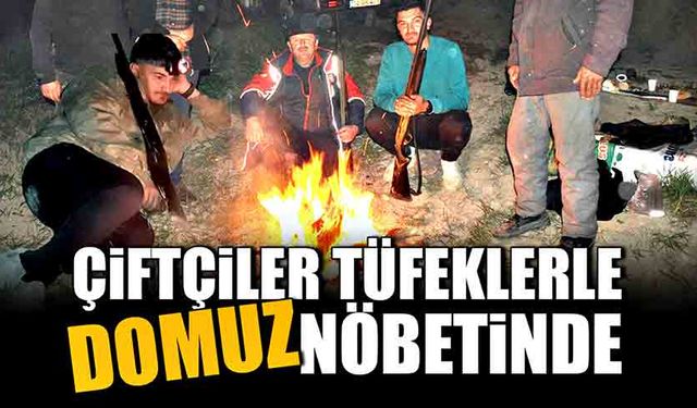 Çiftçiler tüfeklerle domuz nöbetinde!