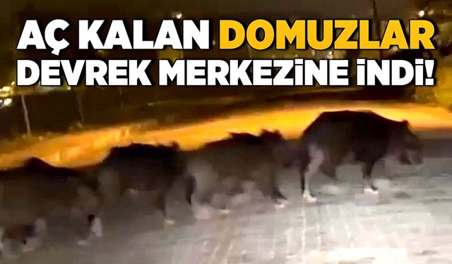 Aç kalan domuzlar Devrek merkezine indi!