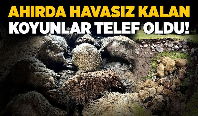 Ahırda havasız kalan koyunlar telef oldu!