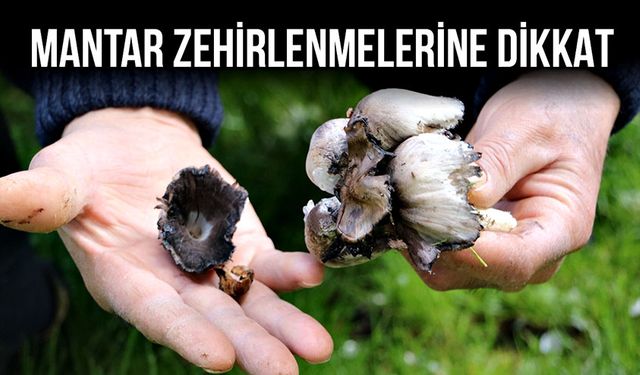 Mantar zehirlenmelerine dikkat