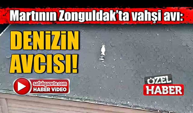 Martının Zonguldak’ta vahşi avı: Denizin avcısı!