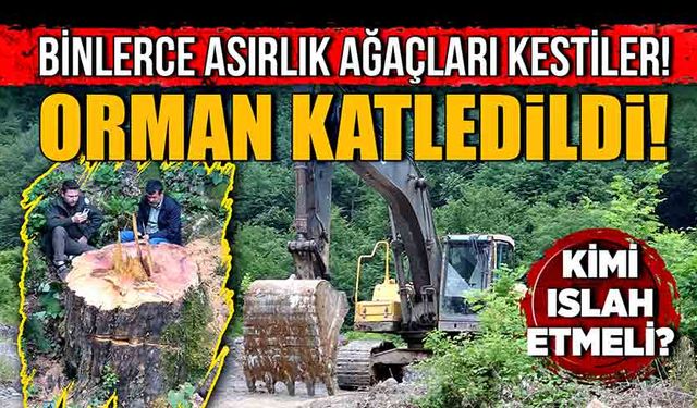 Orman katledildi! Binlerce asırlık ağaçları kestiler!