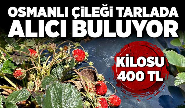 Osmanlı çileği tarlada alıcı buluyor! Kilosu 400 lira...