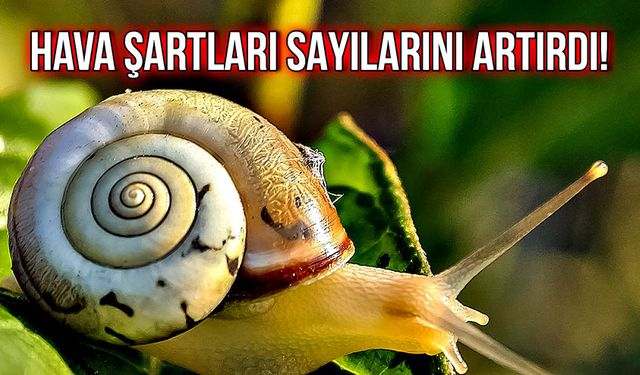 Hava şartları sayılarını artırdı!