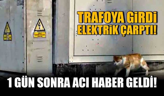 Trafoya girdi, elektrik çarptı! 1 gün sonra acı haber geldi!