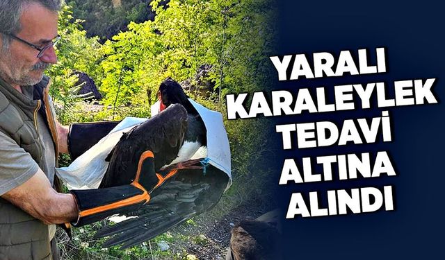 Yaralı karaleylek tedavi altına alındı