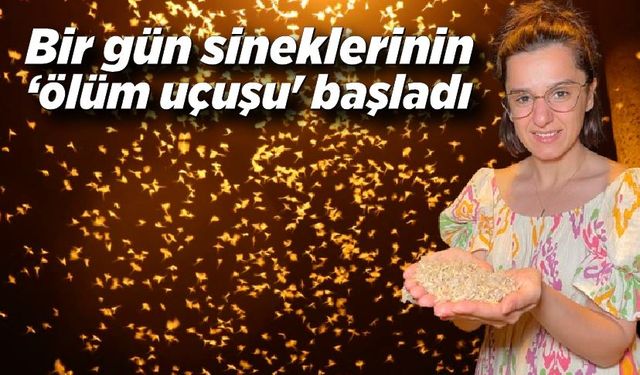 Bir gün sineklerinin ‘ölüm uçuşu' başladı, vatandaş tarihi köprüye akın etti