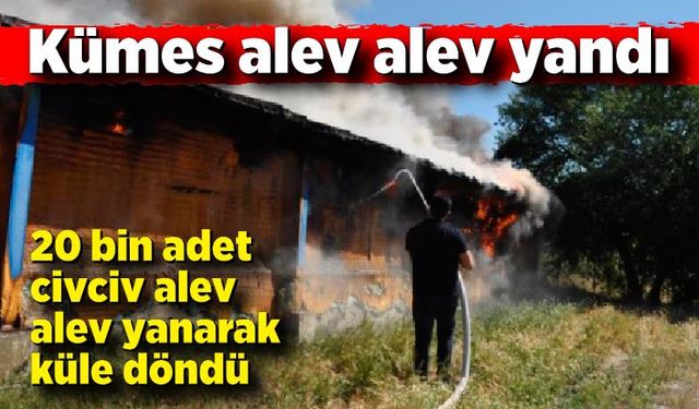 Bolu'da facia! 20 bin adet canlı civciv yanarak telef oldu