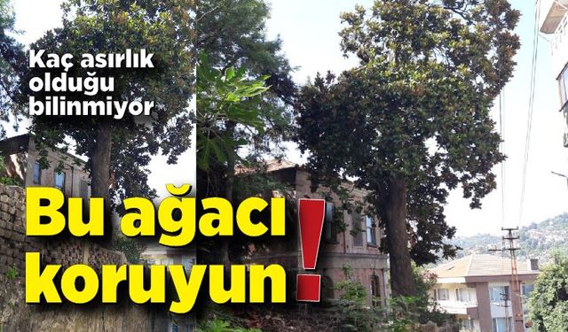 Kaç asırlık olduğu bilinmiyor! Bu ağacı koruyun