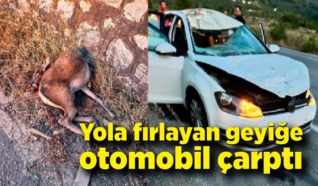 Sakarya’da yola fırlayan geyiğe otomobil çarptı