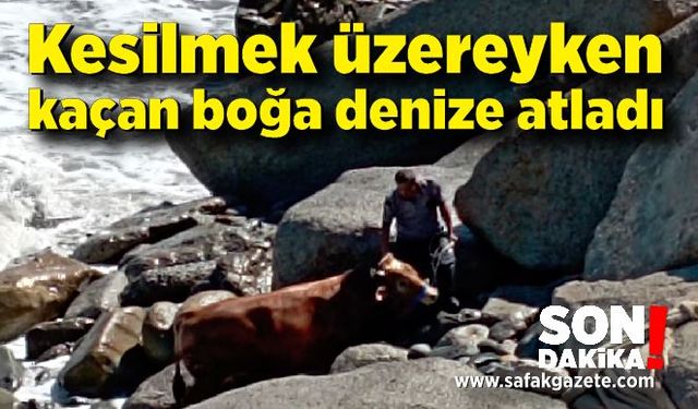 Kesilmek üzereyken kaçan boğa denize atladı