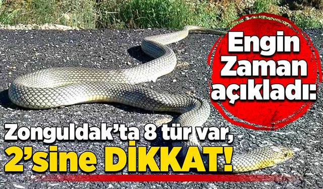 Engin Zaman açıkladı: Zonguldak’ta 8 tür var, 2’sine dikkat