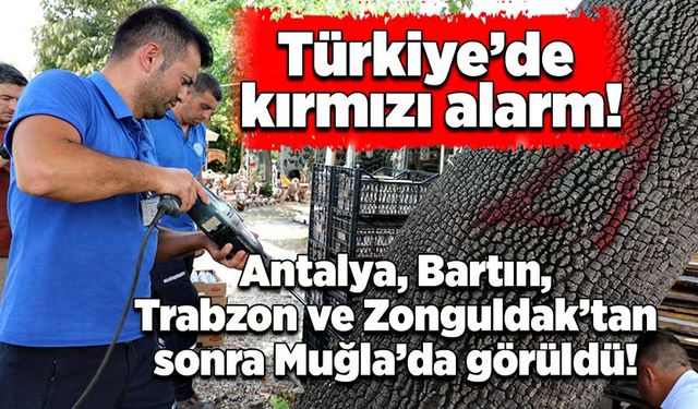 Antalya, Bartın, Trabzon ve Zonguldak’tan sonra Muğla’da görüldü!