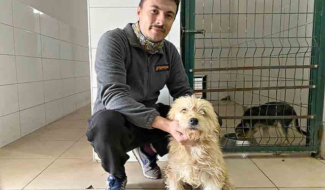 Sahipsiz köpeğe tümör ameliyatı