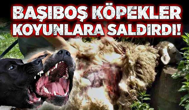 Başıboş köpekler küçükbaş hayvanlara saldırdı!