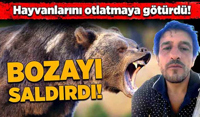 Hayvanlarını otlatmaya götürdü! Bozayı saldırdı!