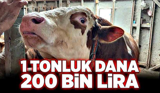 1 tonluk dana 200 bin liraya satıldı!  "Bizi biraz yoracak"