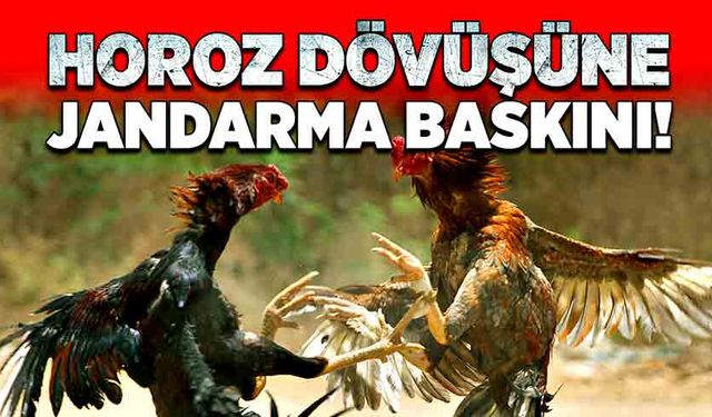 Horoz dövüşüne jandarma baskını!