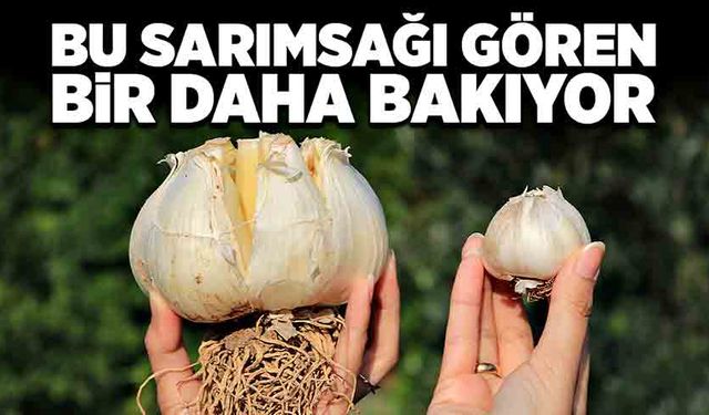 Bu sarımsağı gören bir daha bakıyor