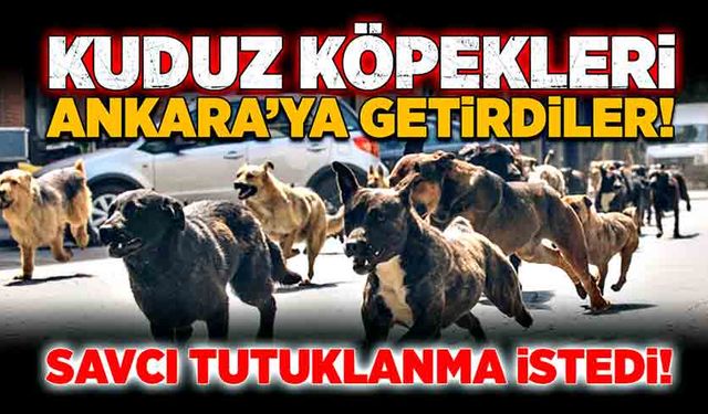 Kuduz köpekleri Ankara’ya getirdiler! Savcı tutuklanmalarını istedi!