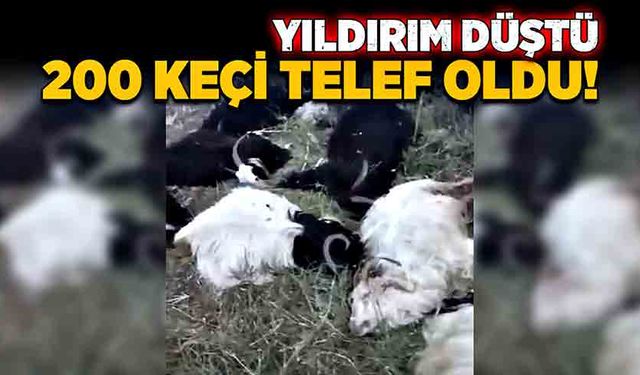 Yıldırım düştü, 200 keçi telef oldu!