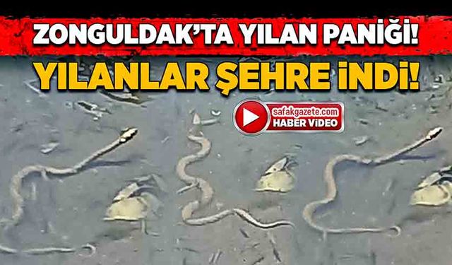 Zonguldak'ta yılanlar şehre indi