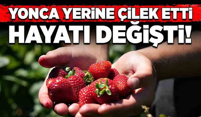 Yonca yerine çilek etti hayatı değişti!