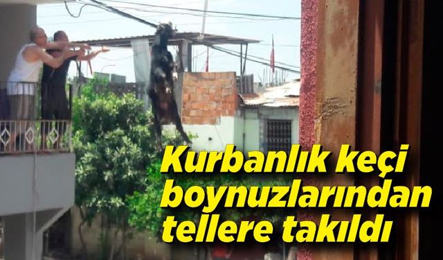 Kurbanlık keçi boynuzlarından elektrik tellerine takıldı