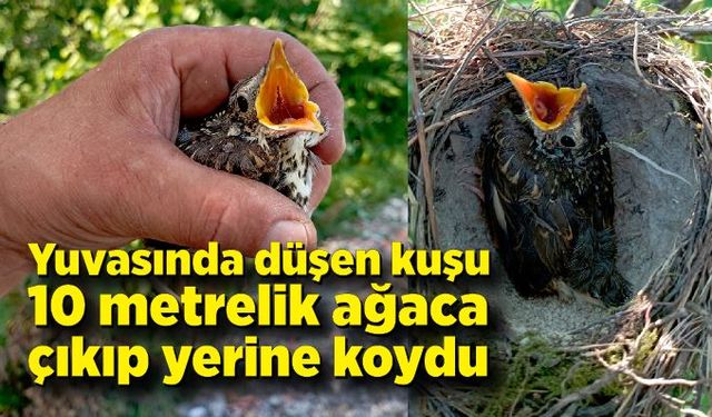 Eski komando, yuvasından düşen yavru kuşu kurtardı