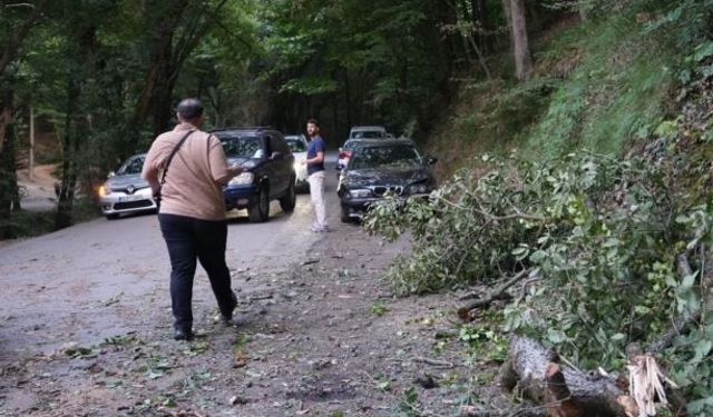 Ağaç araçların üzerine devrildi