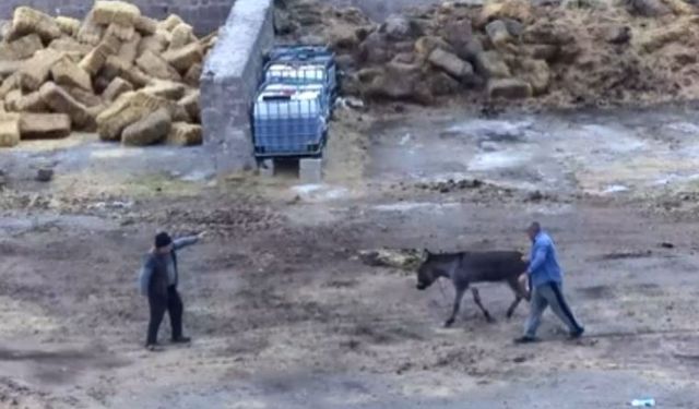 Çiftliği basıp, eşeği bıçaklayarak, atları zehirleyerek öldürdüler