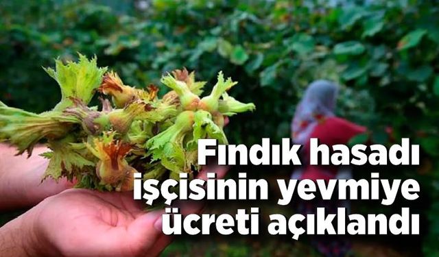 Fındık hasadı işçisinin yevmiye ücreti açıklandı