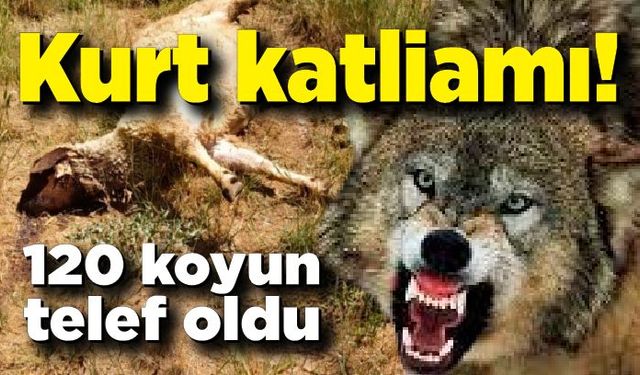 Kurtlar sürüye saldırdı: 120 koyun telef oldu