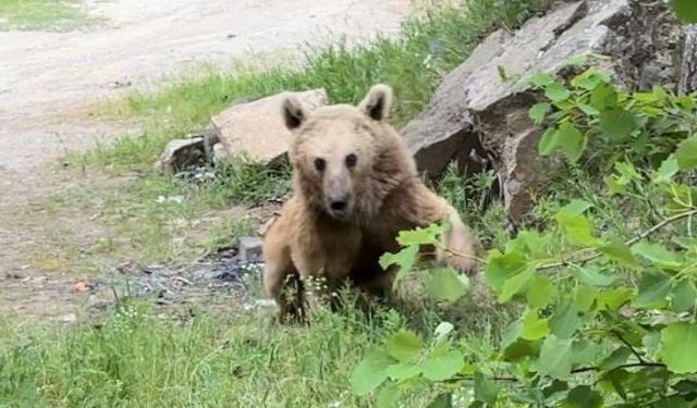 Maskot ayılar ziyaretçilerin korkulu rüyası oldu