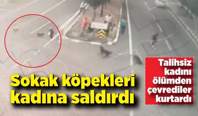 Sokak köpekleri işten çıkıp eve giden kadına saldırdı; Çevredekiler olmasa kadın ölmüştü...