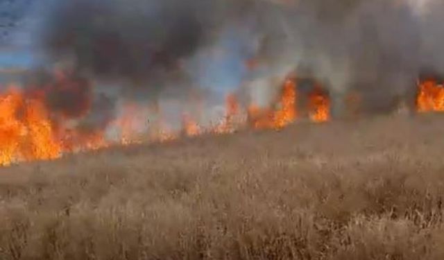 80 dönüm tarım arazisi küle döndü