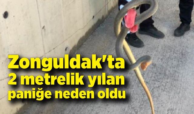 Zonguldak'ta 2 metrelik yılan otoparkta paniğe neden oldu