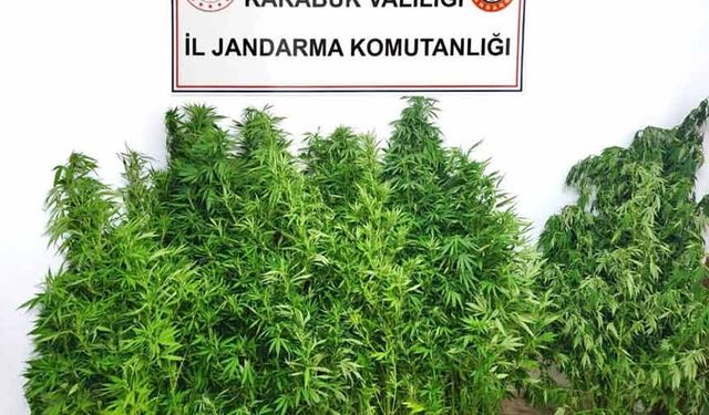 Jandarmadan kenevir operasyonu