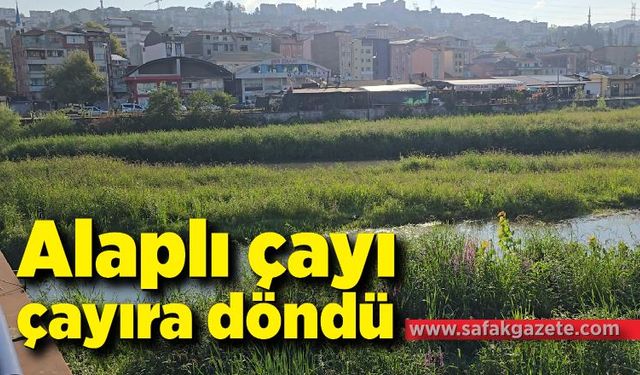 Alaplı çayı, çayıra döndü