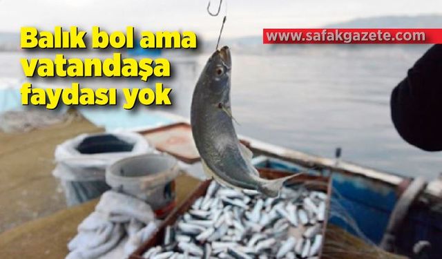 Balık bol ama vatandaşa faydası yok