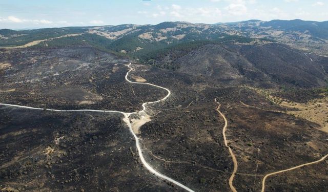 Bolu'da söndürülen yangının feci boyutu gün ağarınca ortaya çıktı