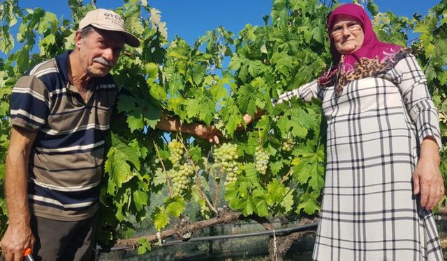 Çavuş Üzümü'nde hasat dönemi erken başladı