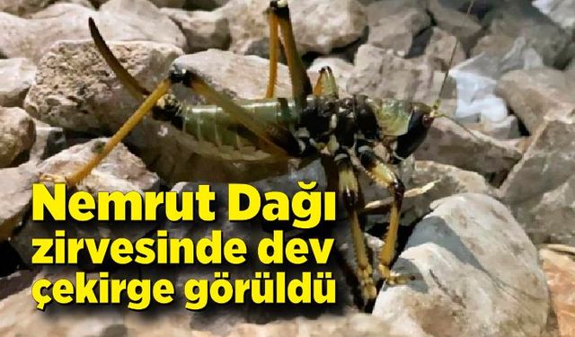 Nemrut Dağı zirvesinde dev çekirge görüldü