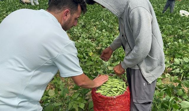 Fasulye fiyatları üreticiyi zor duruma soktu