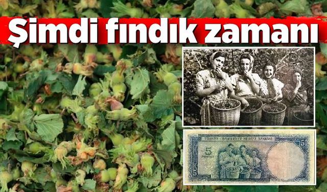 Şimdi fındık zamanı