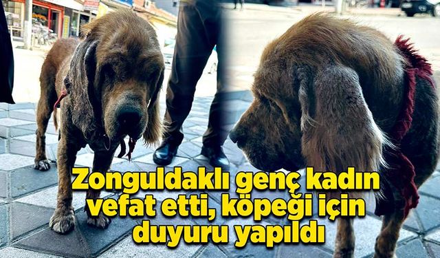 Trafik kazasında vefat eden kadının köpeği için yürek burkan duyuru